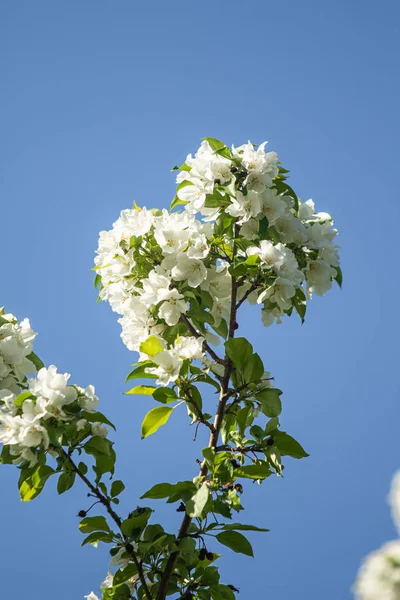 Elma ağacının beyaz çiçekler mavi gökyüzüne karşı ağacın yeşil yaprakları vardır.