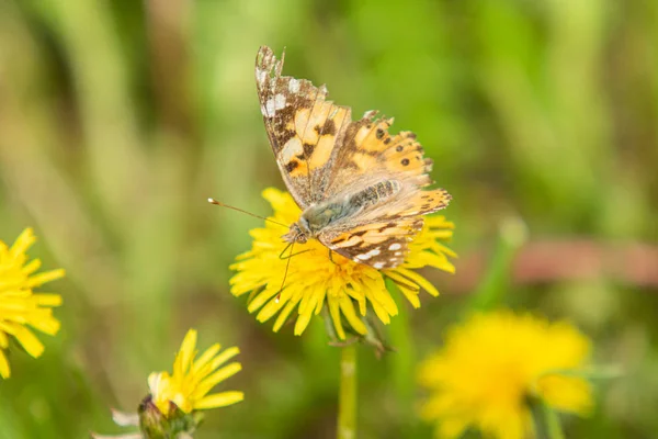 Burdock Butterfly Family Nymphalidae Sits Flower Yellow Dandelion Woolen Grass — Stock Photo, Image