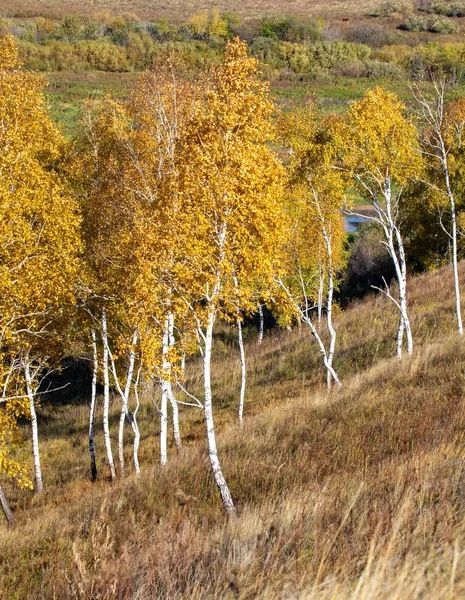 Podzimní Krajina Žlutá Bříza Slunečný Den — Stock fotografie
