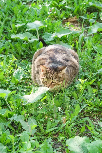 Grå Katt Sitter Det Gröna Gräset — Stockfoto