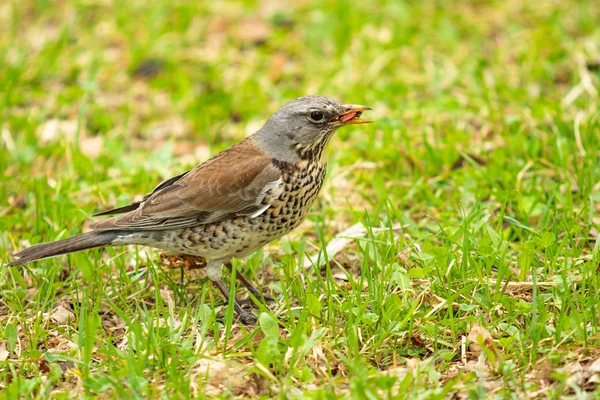 Song Thrush Green Grass Nature Birds Westa — Stock Photo, Image