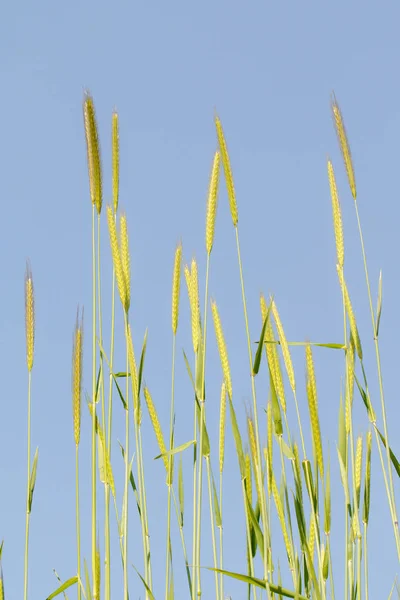 Шип Дикой Пшеницы Фоне Голубого Неба — стоковое фото