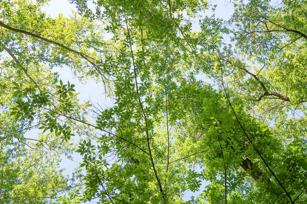 Hojas Verdes Árboles Vista Desde Abajo Contra Cielo Azul Naturaleza — Foto de Stock