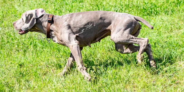 Köpek avcılık, doğa yeşil alan yaz.