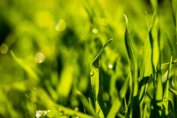 Grönt Gräs Med Regndroppar Liggande Närbild — Stockfoto