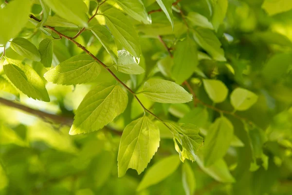 Foglia Verde Albero Con Bagliore Solare Sull Albero Primo Piano — Foto Stock