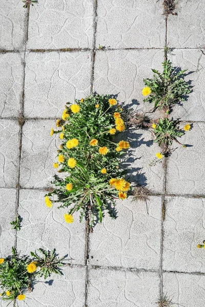 Kőtömbök Virágok Pitypang Háttérben Régi Utca — Stock Fotó