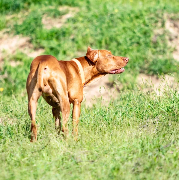 Av kırmızı köpek yeşil çim üzerinde çalışır. Yaz yeşili çayır.