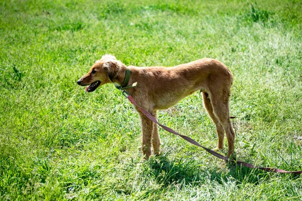 Caçada Cães Natureza Verde Campo Verão — Fotografia de Stock