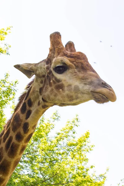 Ritratto Della Testa Giraffa Cielo Alberi Verdi — Foto Stock