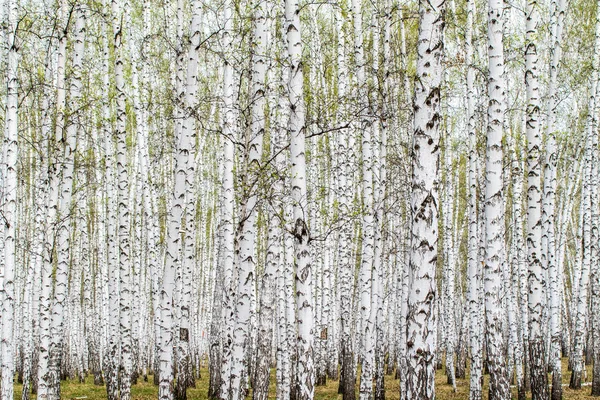 Árboles Abedul Blanco Fondo Del Bosque Primavera — Foto de Stock