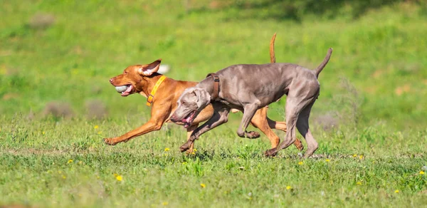 Hunting dog runs in search of prey, green grass, spring landscape.