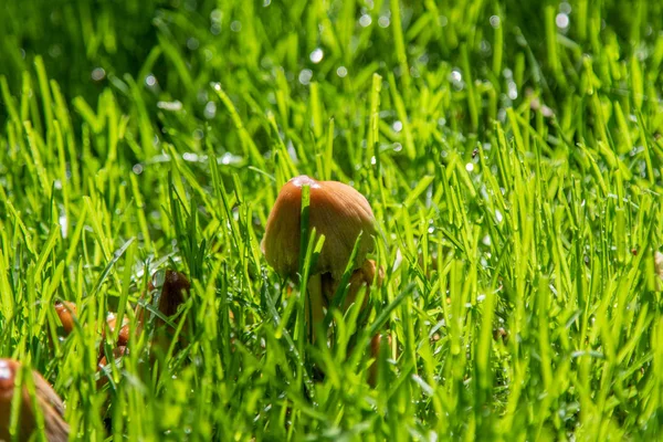 Güneşte Yağmur Sonra Yeşil Çim Mantar — Stok fotoğraf