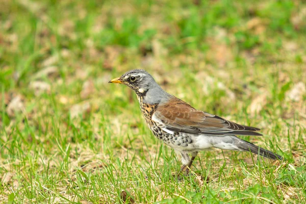 Singdrossel Grünen Gras Natur Vögel Westa — Stockfoto