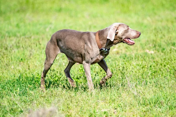 Hond Jagen Natuurgroen Veld Zomer — Stockfoto