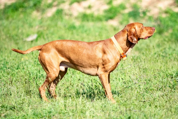 Cão Vermelho Caça Corre Uma Grama Verde Prado Verde Verão — Fotografia de Stock