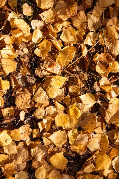 Foglie Gialle Autunnali Giacciono Terra Come Tappeto Modelli Autunno Della — Foto Stock