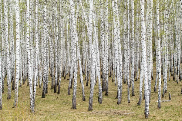 Vidoeiro Árvores Floresta Grama Início Primavera Paisagem Floresta Área — Fotografia de Stock
