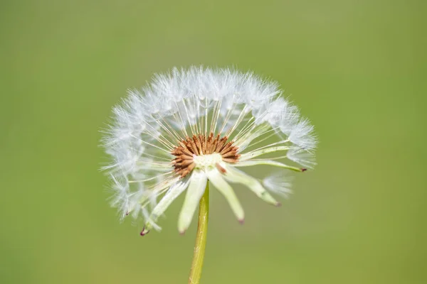 Vit Fluffig Mask Ros Blomma Suddig Bakgrund — Stockfoto