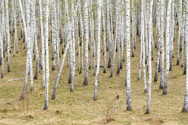Birch Stromy Lesní Tráva Počátek Jara Lesní Krajina — Stock fotografie