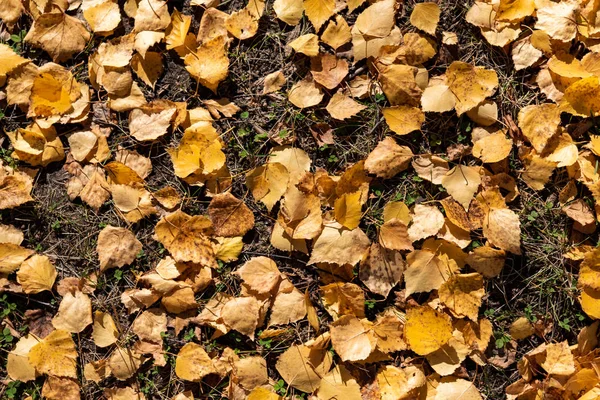 Sonbahar Sarısı Yaprakları Yerde Bir Halı Gibi Yatar Doğanın Sonbahar — Stok fotoğraf