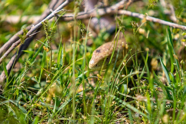 蛇の頭は黄色と緑の草 — ストック写真