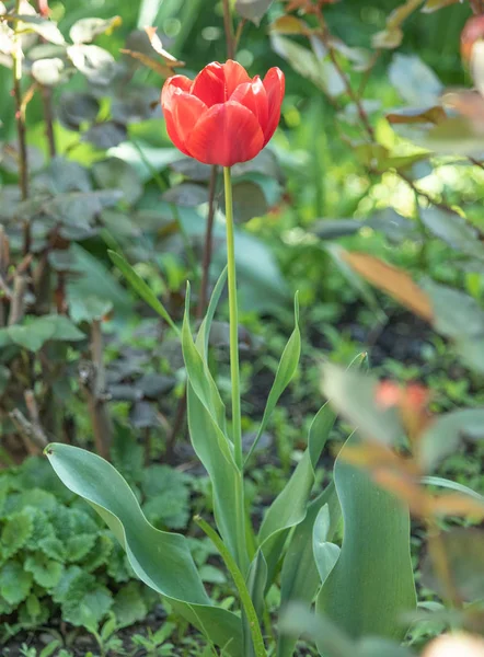 Fleurs Tulipes Lumineuses Nature Des Champs — Photo