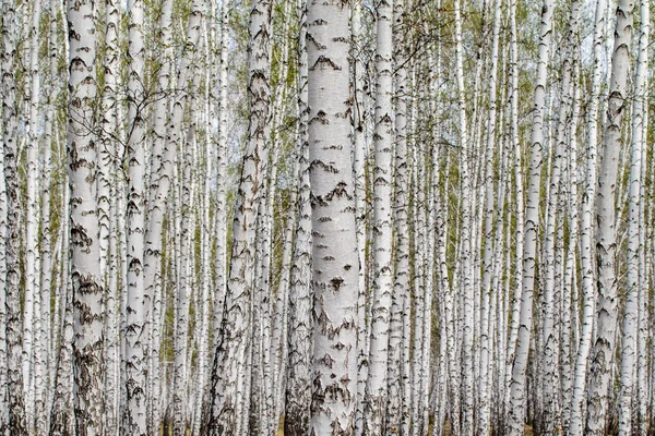 White Birch Trees Forest Background Spring — Stock Photo, Image