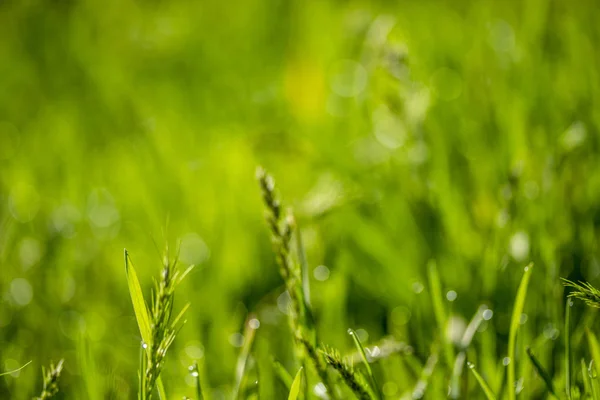 green grass in the sun, bokeh background of raindrops