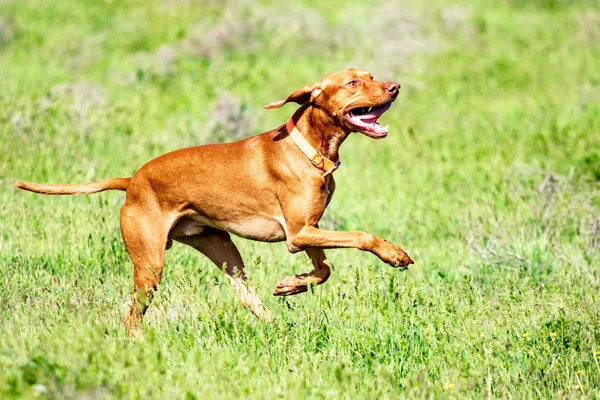 Av kırmızı köpek yeşil çim üzerinde çalışır. Yaz yeşili çayır.