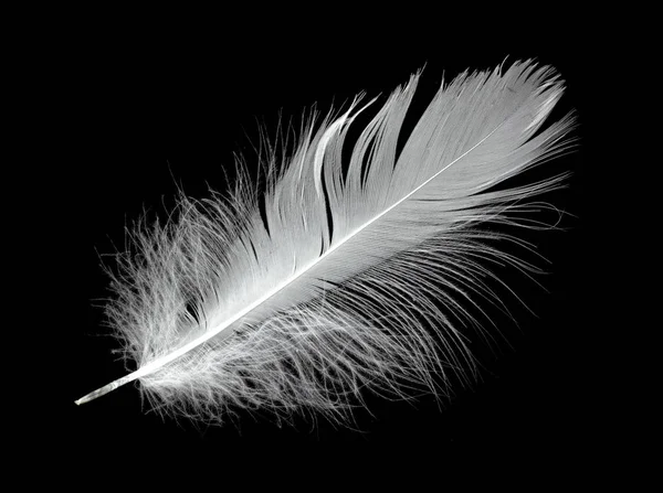 Havada siyah bir arka planda beyaz kuğu tüyü. Havada süzülen soyut beyaz tüyler.