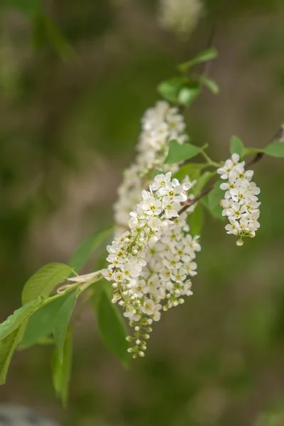 Λουλούδια Λευκό Κεράσι Στα Πράσινα Φύλλα Του Δέντρου — Φωτογραφία Αρχείου