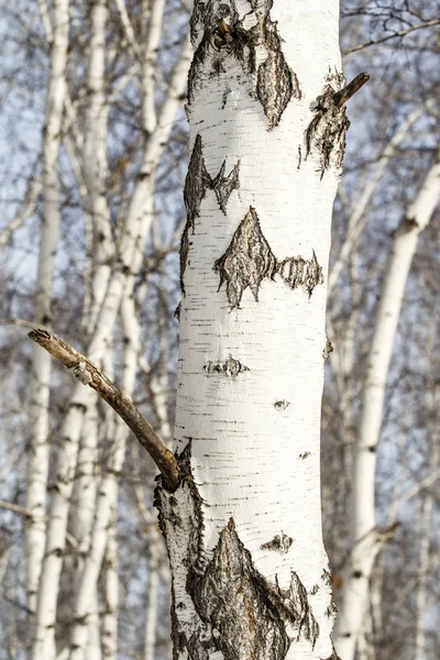 Huş Ağacı Orman Kış Manzarası — Stok fotoğraf