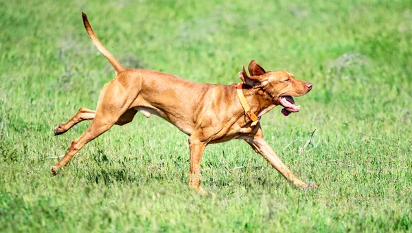 Av kırmızı köpek yeşil çim üzerinde çalışır. Yaz yeşili çayır.