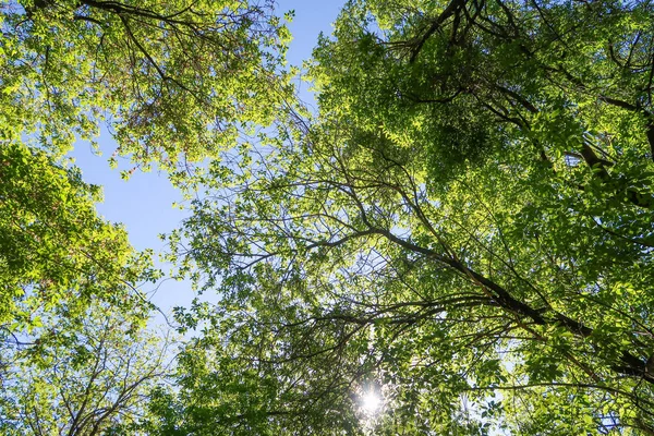 Hojas Verdes Árboles Vista Desde Abajo Contra Cielo Azul Naturaleza — Foto de Stock