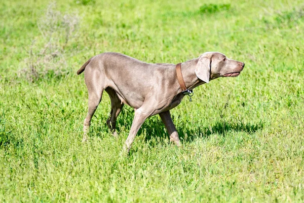 Köpek avcılık, doğa yeşil alan yaz.