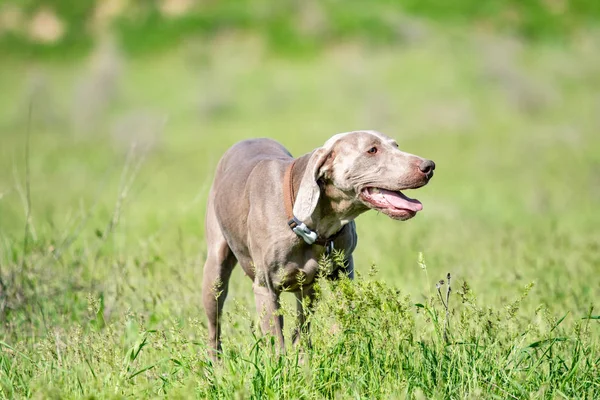 Hund Jakt Natur Grönt Fält Sommar — Stockfoto