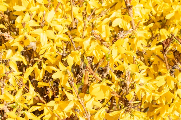 Sarı Mimoza bitki çiçekleri yakın