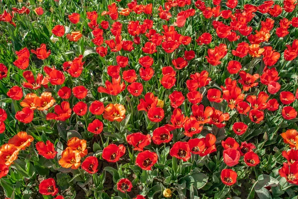 Flores Tulipanes Rojos Campo Flores Paisaje Primavera —  Fotos de Stock