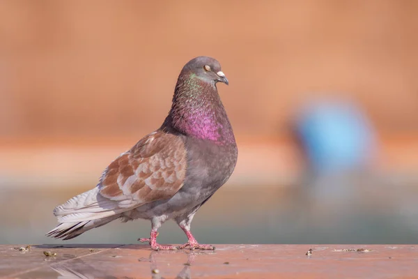 Wildes Graublau Großaufnahme Sitzend Auf Verschwommenem Hintergrund — Stockfoto