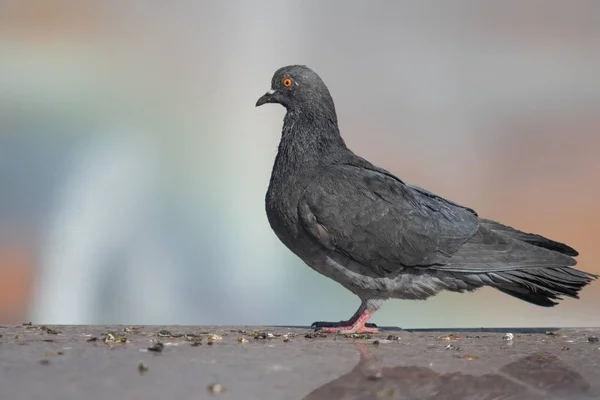 Wild Dove Sits Blurred Background Summer Nature — Stock Photo, Image