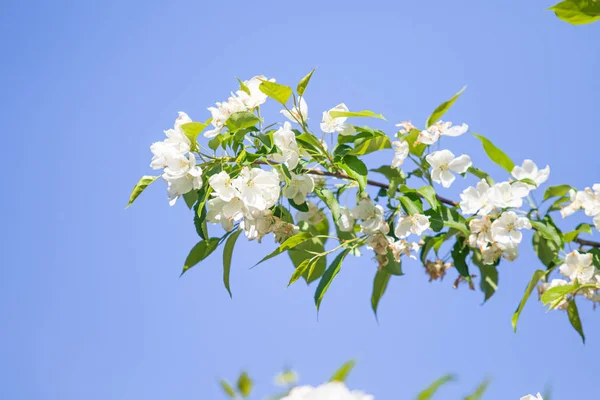 Mavi gökyüzüne karşı elma kiraz beyaz çiçekler. Doğa bahar.