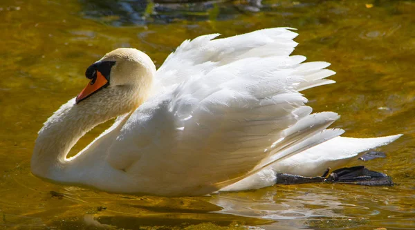 Cisne Branco Nada Água Lagoa Verão — Fotografia de Stock