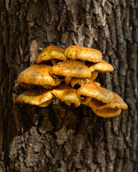 Sonbahar manzarası, eski bir kütükteki mantarlar..