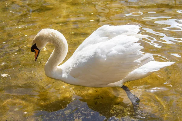 Белый Лебедь Плавает Воде Летний Пруд — стоковое фото