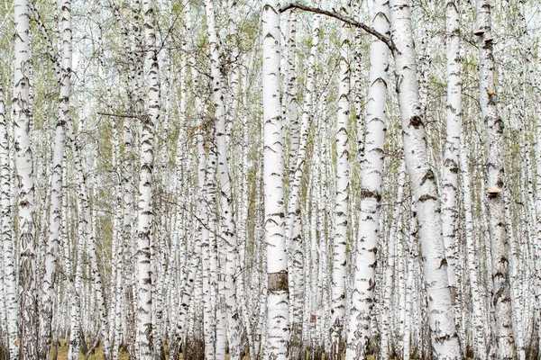 Witte Berken Bomen Bos Achtergrond Lente — Stockfoto