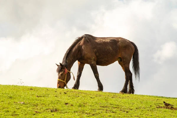 Лошадь Зеленом Лугу Против Голубого Неба — стоковое фото