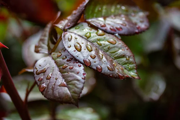 Bir gül yaprakları üzerinde yağmur damlaları, yeşil kırmızı yaprak.