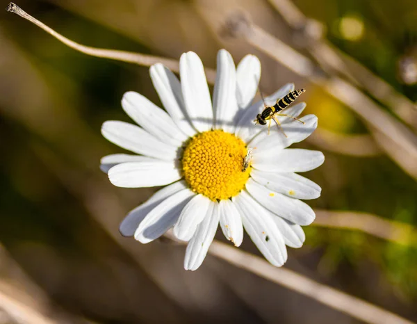 Daisy Blomma Blomma Sommar Landskap — Stockfoto