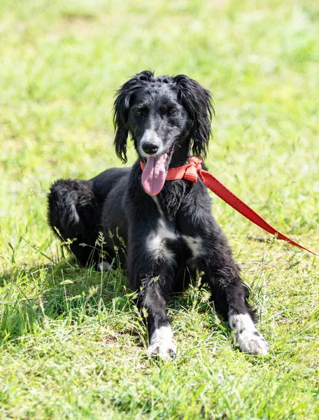 Hund Jakt Natur Grönt Fält Sommar — Stockfoto